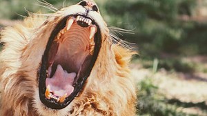 Part 12: How to Write Speeches and Presentations in Year 9 English