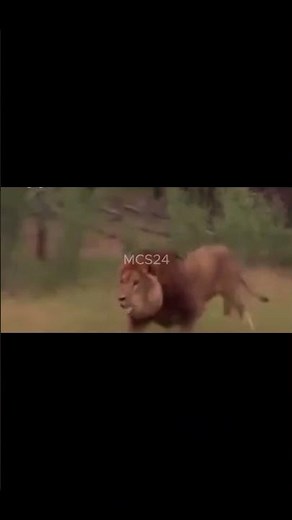 Lion vs Wild Animals: Epic Fights and Battles in the Jungle