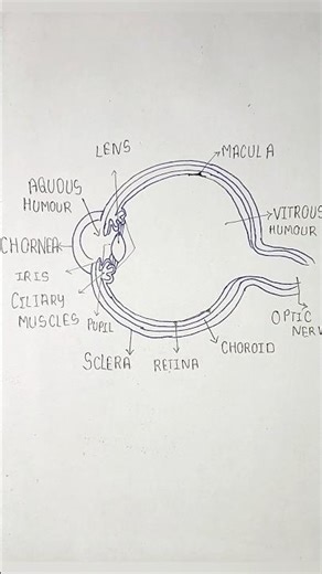 how to draw eyes easily #study #eyes #school #learning #patience #ytshorts #shorts