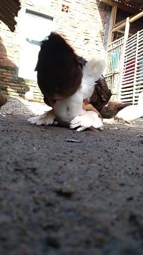 Muscovy duck | Kolic Kane