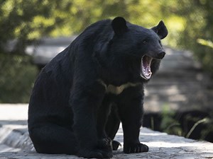 B.C.’s top eight deadliest communities for black bears