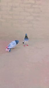 #petslovers | Pets lover