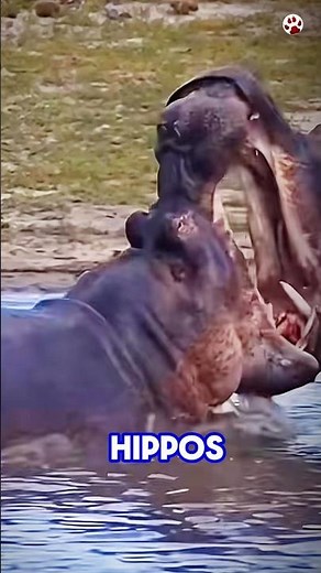 Why Hippos Kill More Humans Than Lions #shorts #hippos #animalfacts