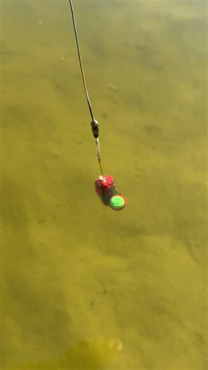 PVA-Explosion! 💥Ampel-Snowman-Rig & Perfekte Balance! 🚥#karpfenangeln #carpfishing #angeln #karpfen