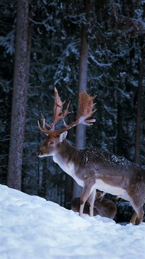 Majestic fallow deer in the wild 🦌 ❄️ #Shorts #Animals #Wildlife
