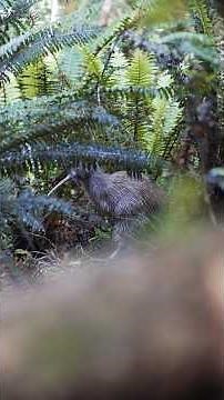 Wild Kiwi Encounter on Stewart Island! 🥾🇳🇿