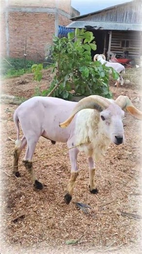 domba garut super #dombagarut