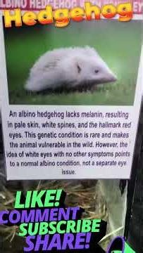 🦔The World of Hedgehogs – Cute, Smart & Unique!🦔