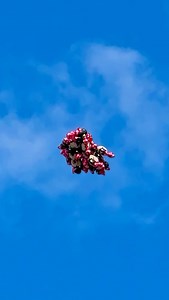 Bye bye Minnie Mouse balloons 👋 😂😂 #disneylandparis #disneyparksuk #disneyparks #disneyuk #mickeyfromtheuk #minniemouse #disneyballoon | Mickey From The UK