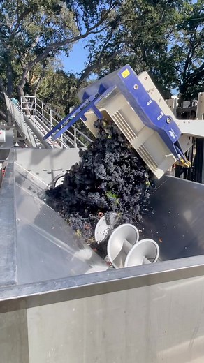 Harvest 2021 at Donati 😎 #pasowine #pasorobles #wine #harvest #foryou #fyp #food