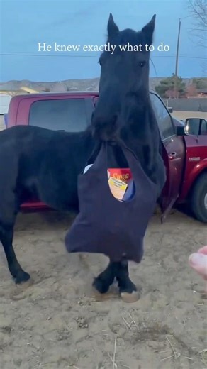 These horses understood the assignment 🐎#SmartHorses #HorseTraining #HorseBehavior #WorkingHorses