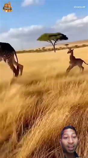 leaopard 🐅 attack jirriof baby save