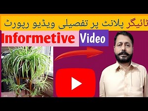How to Grow Tiger Plants from Cuttings and baby plants Tiger Plants lagany ka Tareeqa