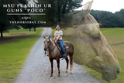 MSU FLASHIN UR GUNS "Poco" | Thehorsebay.com