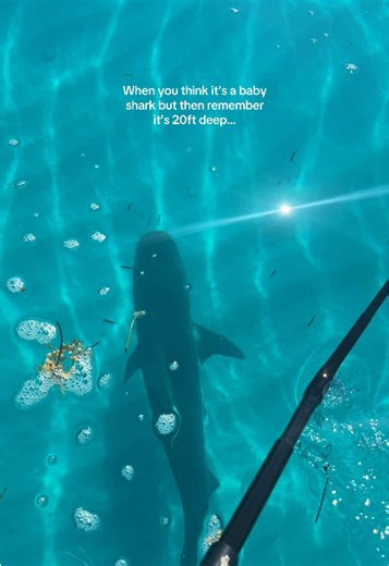 Incredible Underwater Clarity Reveals Tiger Shark at 20ft