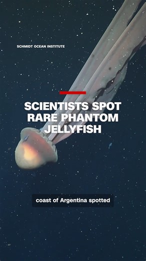 Scientists off the coast of Argentina found a rare giant phantom jelly 820 feet below the ocean's surface. The phantom jelly can grow as long as a school bus and was first discovered in 1899. | CNN