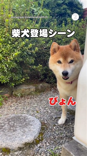The Shiba Inu's entrance scene is too cute! 💕 #ShibaInu #Dog #CuteDog #Cute #LifeWithADog