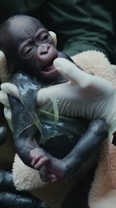 Original Footage: Wild Primate Birth Emergency – No Music, Just the Breath of Life 🎥🚫🎶 #OriginalFootage #BirthEmergency #BreathOfLife #WildlifeDrama #RescueReal | Anneliese Fisher