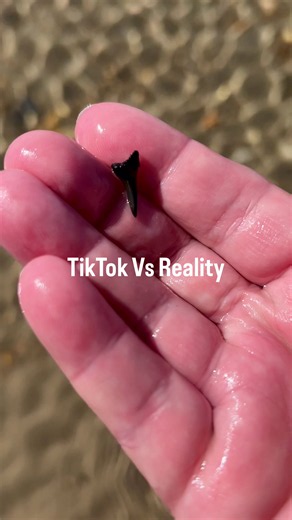 TikTok vs Reality Sound On 🤣 I need to listen to my vids more before I add music 😂😂😂 #sharktooth #sharktoothhunting #reality #fossilhunting #beachvibes