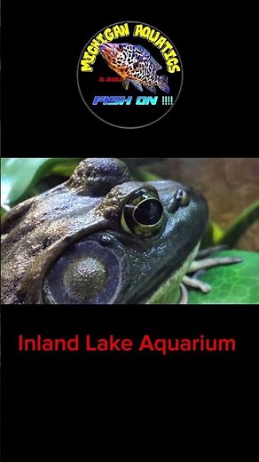 75 gallon native American Bullfrog aquarium! #bullfrog #frog #nativefish #fish #natureaquarium