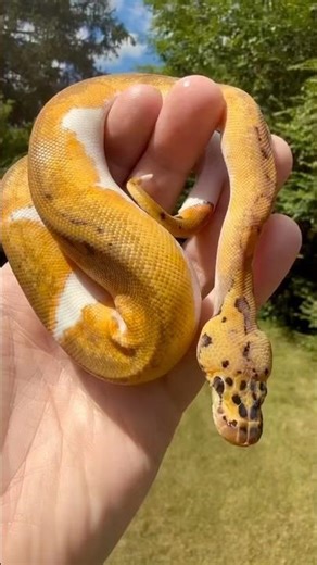 Pastel Clown Pied vs Pastel Clown #BallPythons