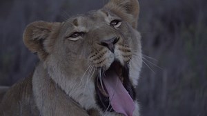 5.1K views · 284 reactions | The Great Karoo is a vast and unforgiving landscape. Being the largest ecosystem in South Africa, the Karoo is home to a fascinating diversity of life, all having adapted to survive in these harsh conditions. | South African National Parks | Facebook