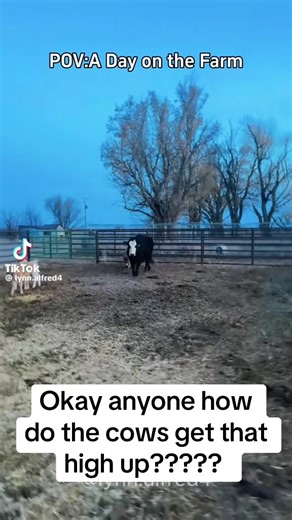 Silly farm animals