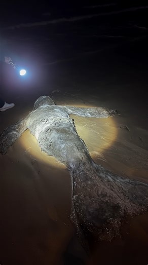 Mermaid Sightings Caught On Camera In The Blue Lagoon #mermaid #bluelagoon | Most Amazing Top 10
