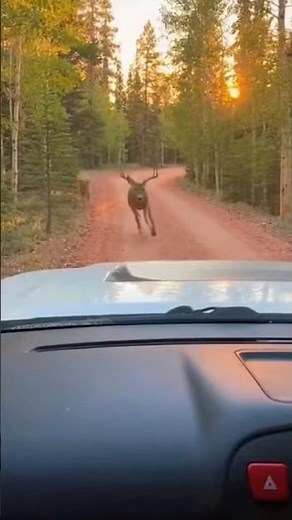 Deer Jumps Onto Car Hood While Predator Chases Right Behind