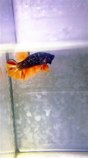 Black Nemo copper