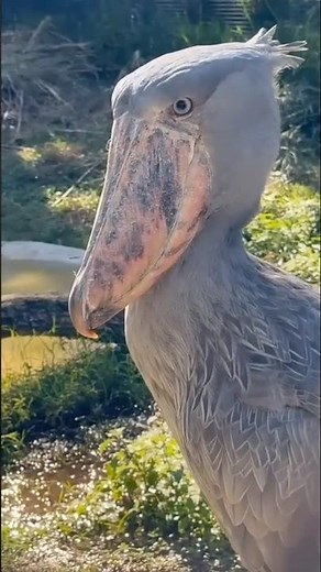 "Shoebill Stork – The Bird With a Machine Gun Sound!"