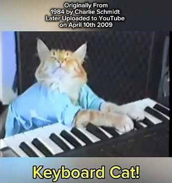 Keyboard cat #cat #memes