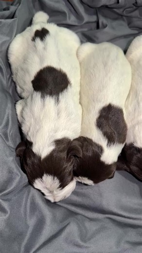 Nothing sweeter than a row of puppies #fyp #puppy #puppytiktok #dogsofinstagram #wpg