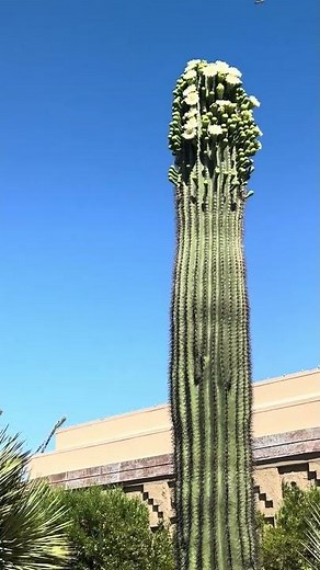 The most beautiful flowers of the Sonoran Desert