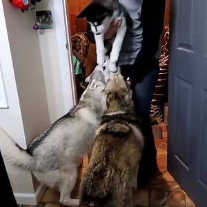 14M views · 138K reactions | 1 Year Ago: Puppy Kira Meets Her Big Sisters ❤️ | Gone to the Snow Dogs | Facebook