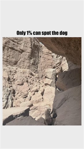 Crazyscenez on Instagram: "Follow if you spotted the dog ↑ WHERE? Can you spot the hidden dog among the rocky terrain? It’s not easy, but if you take a moment and really focus, you might just catch a glimpse of him. #explore #exploremore #viral #crazyscenez"