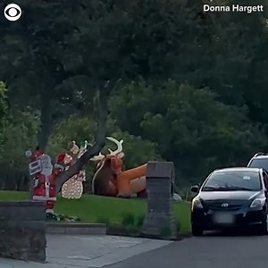 246K views · 200 reactions | BEAR VS. REINDEER: A bear recently went head-to-head with this inflatable reindeer decoration in Monrovia, CA. | CBS Newspath | Facebook