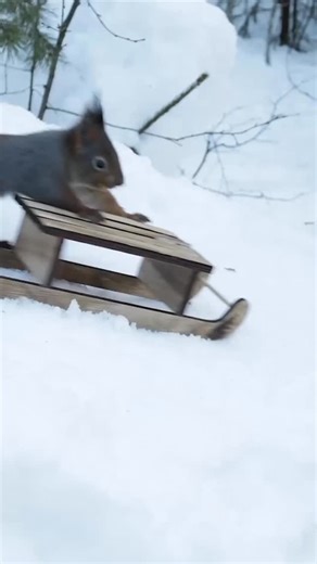 695 reactions · 105 shares | Merry Christmas️ | Movie Squirrels | Facebook