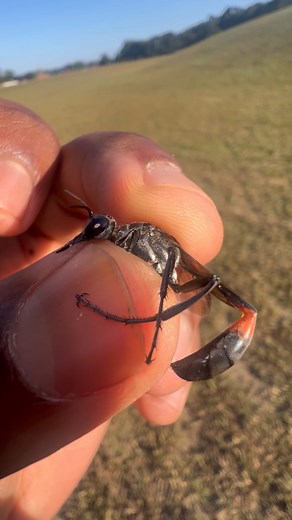 Kelvin Wiley🕷 on Instagram: "The Thread-Waisted Wasp (Ammophila procera) has such a tiny waist that many people could only dream of having! These wasps can be found throughout the U.S, Southern Canada, and Mexico. You may notice the rather large and sharp mandibles that this wasp is equipped with. During mating, the males of this species will latch onto the back of the female’s head while holding onto her body with his long slender legs. This particular one that I’m holding is a female. The fem