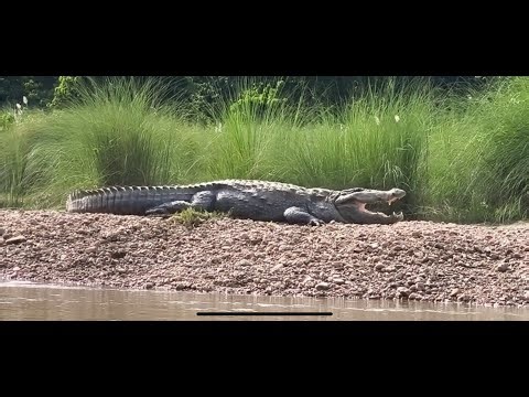 "Into the Wild: Discovering Nature's Hidden Gems"