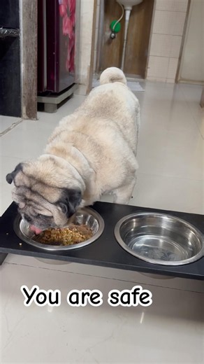 Don’t look 👀 #dog #pug #shorts #dogshorts #pets