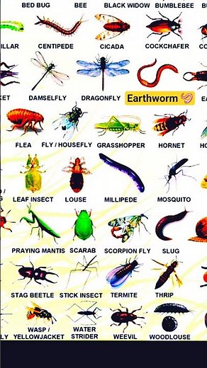Types of insects creatures || Earthworm 🪱 || #shorts #ytshorts #viral #insects