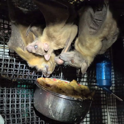 🎶One of these things is not like the others🎶 The 2 species here are the Straw-Coloured fruit bat and the Egyptian fruit bat. Do you know which is which? Scroll down to see if you're right! 🦇 🦇 🦇 🦇 The larger, more yellow-colored bats are the Straw-Coloured fruit bats, a very common African megabat species with a body size of 5-9 inches and a wingspan up to 3 feet. The bat in the middle - little Rosalie - is an Egyptian fruit bat that apparently is experiencing an identity crisis, as she li