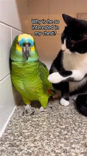 Scared Parrot Confronts Cat In America | talkingparrots