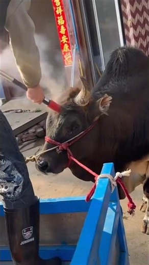 How cows are slaughter in china 🤔?