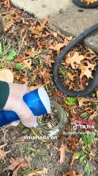 Cleaning and Sanitizing Animal Bones at Home