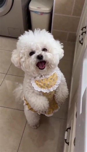 Unleash Fun with the Dynamic AI Bichon: A Heartwarming Pet Premiere