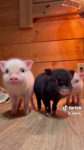 生まれたばかりの赤ちゃんミニブタ｜マイクロブタカフェ