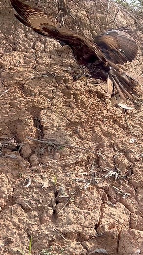 Amazing hawk eagle 🦅 | King of bird