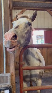 🐴 Hay there! Saddle up for an unforgettable summer at summer camp. Horseback riding and horsemanship adventures await at sleepaway camps, Camp Meriwether and Camp Misty Mountain! Learn more: https://bit.ly/3Jtxtiu | Girl Scouts of Greater Atlanta